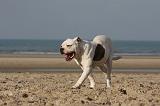 BOULEDOGUE AMERICAIN 216